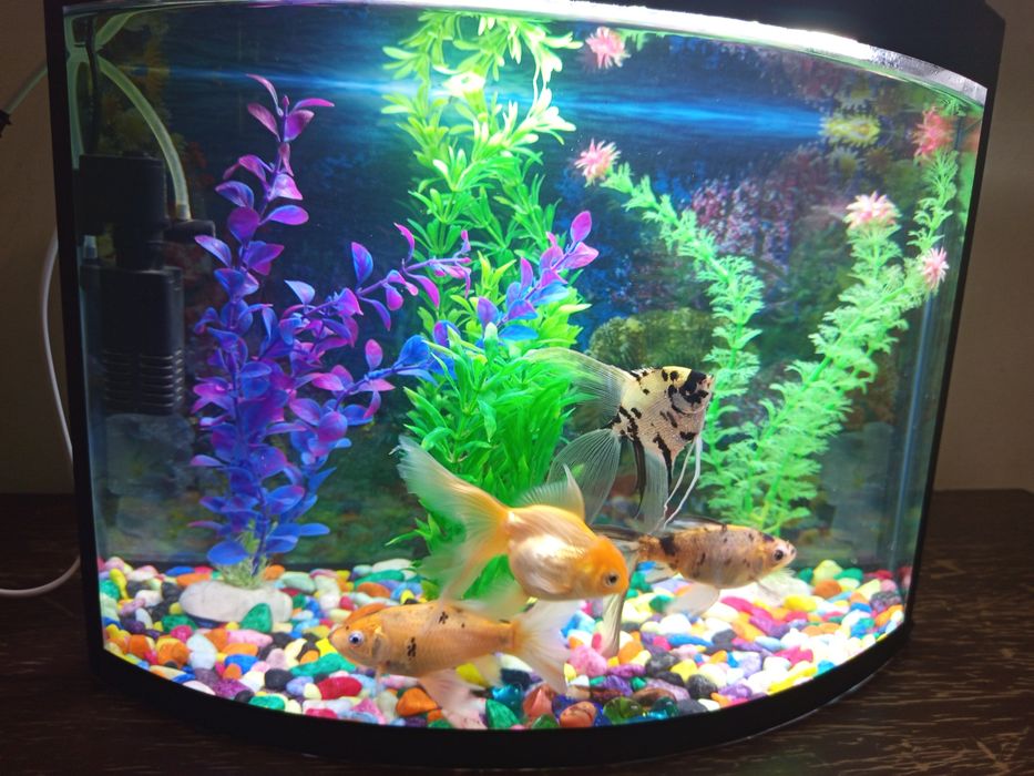 Аквариум 40 литров