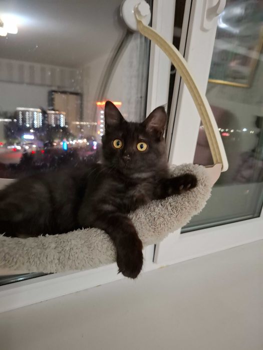 Отдам в добрые руки котика, мальчик