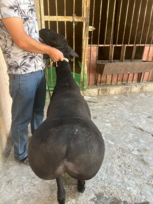 Qassob xizmati halal servis