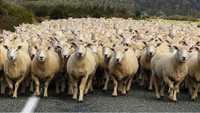 Продам стадо овец, овцематки