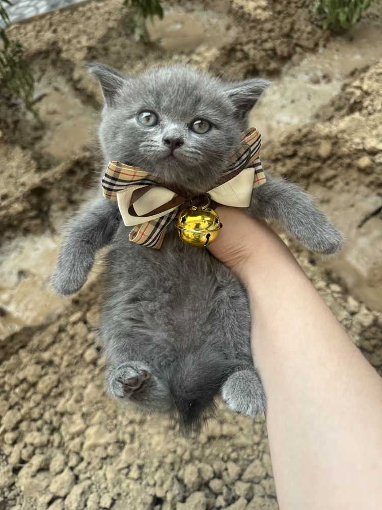 Котята от правилной вязки скоттиш фолд скоттиш страйт