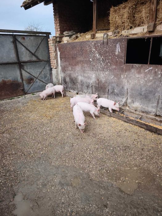 Продавам прасенца