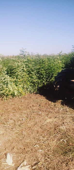 Puieți salcâm dezvoltare dubla prindere suta la suta