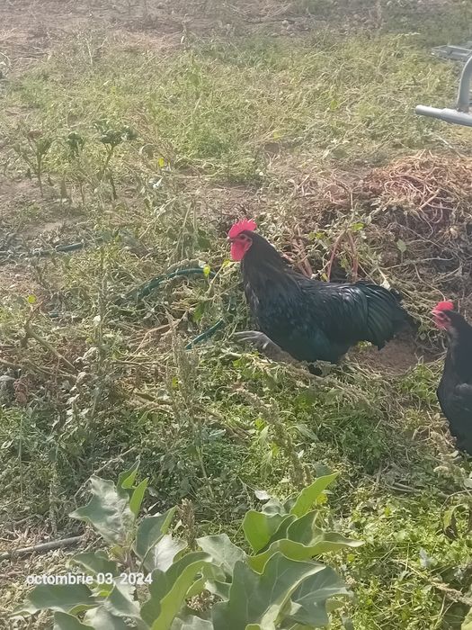 Vând pereche de Australorp