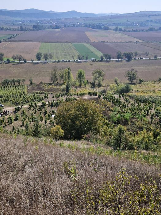 Struguri pentru vịn de la Târnava