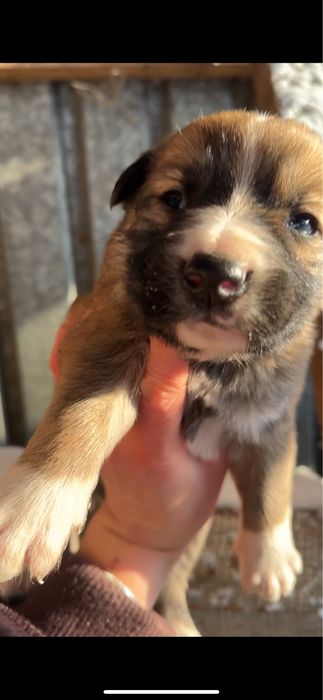 Срочно щенков в добрый дом