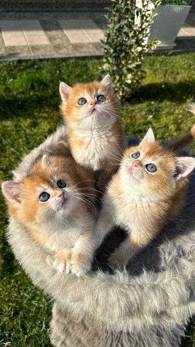 Британская золотая шиншилла