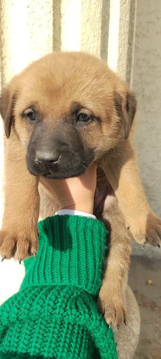 Продаётся щенок мальчик