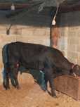 Buqa paroda shivet