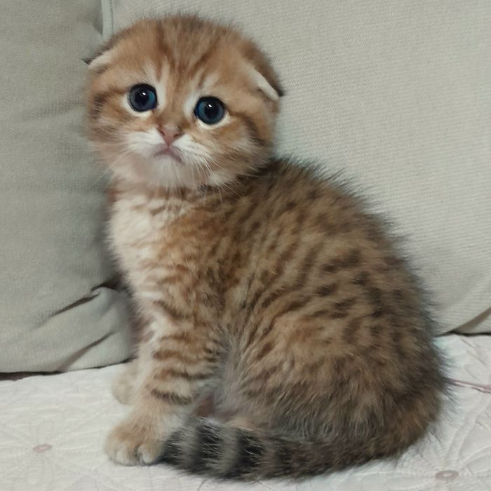 Продается шикарный мальчик скотишфолд,золотая шиншилла.