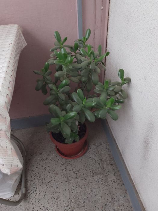 Дървото на живота