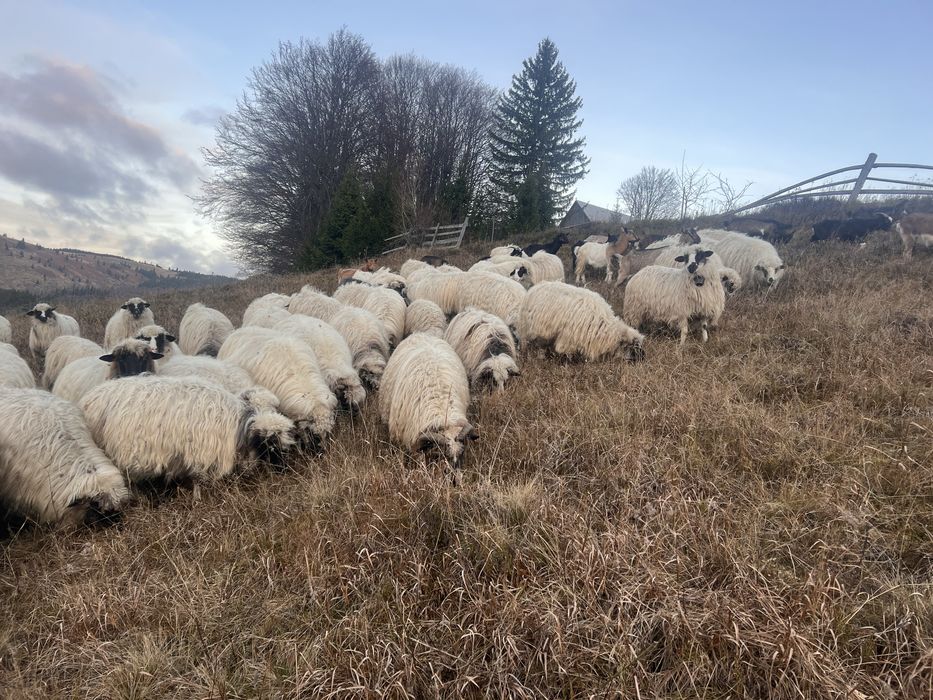 Vand oi mai multe detali la telefon