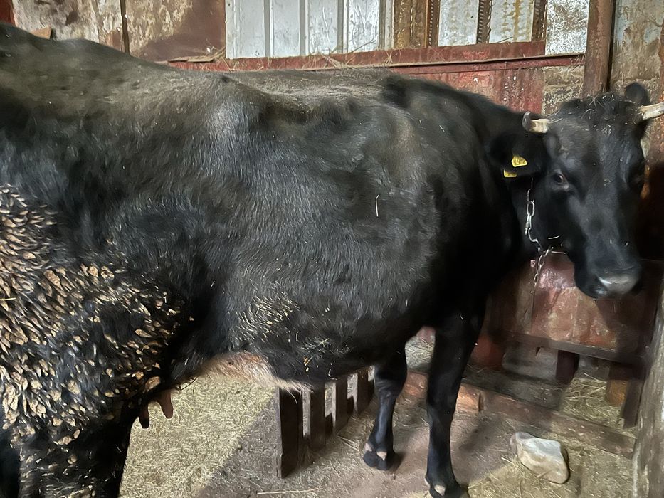 Сүтті сауынды сиырлар сатылады