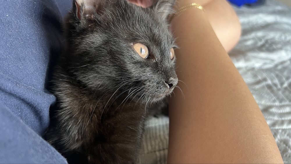 Одам даром котенка