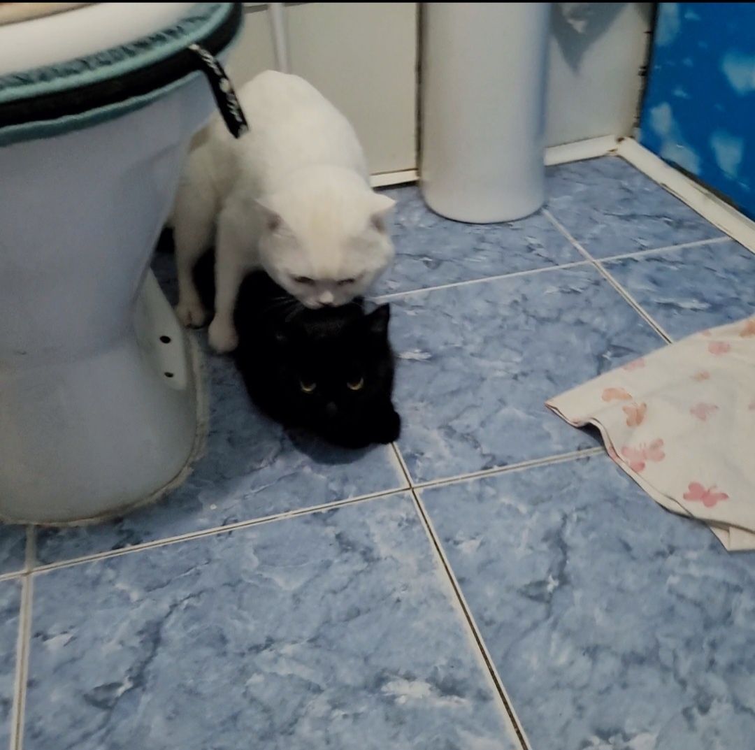 Вязка кот шотландский вислоухий опытный