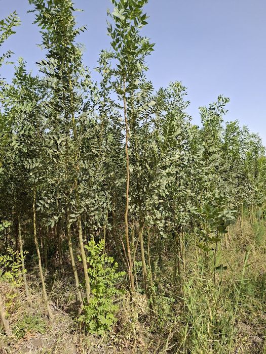 Гужум, Сада қайрағоч, Ясин