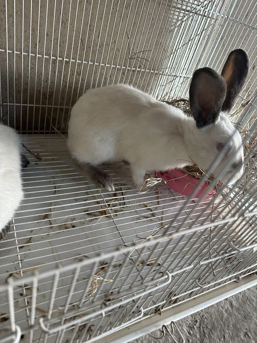 Kaliforniya quyoni para