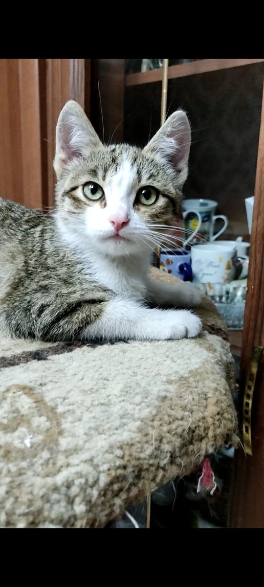 Котёнок девочка ищет дом
