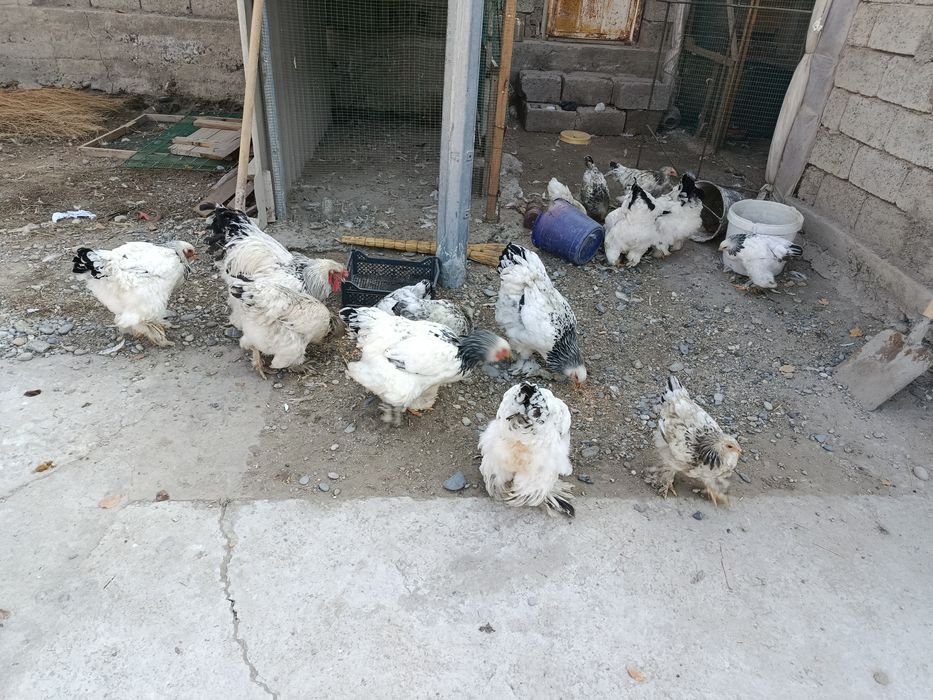 Брамалар сотилади