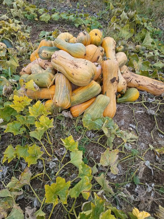 Продавам тикви цигулки