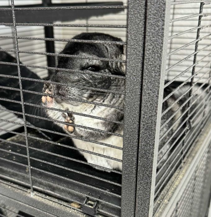 Vând două chinchilla cu cușcă