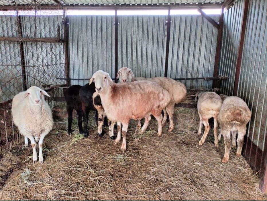 Тоқты,қойлар сатылады