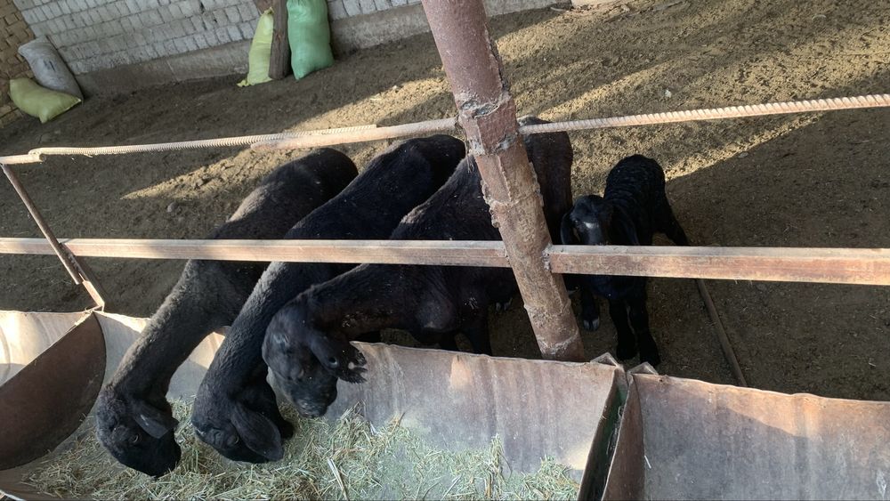 Қўйлар сотилади (Совлиқлар)