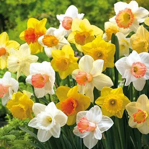 Bulbi Narcise albe si galbene soiuri diferite