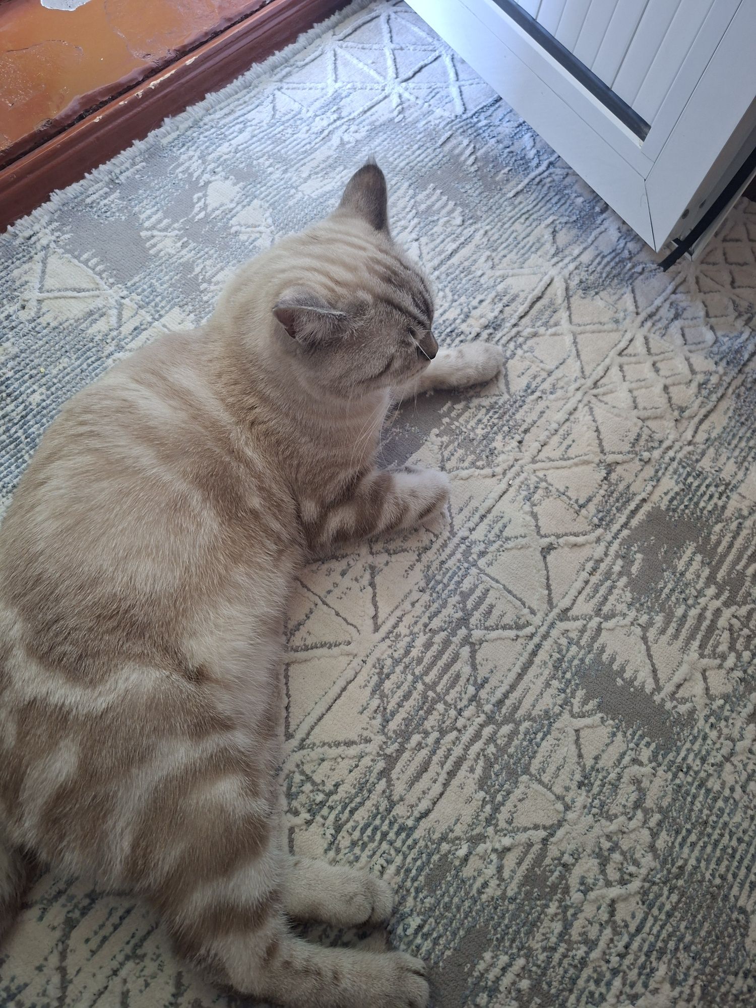 Кот скотиш страйт на вязку
