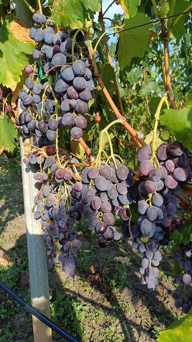 Butași de vita de vie de anul 3