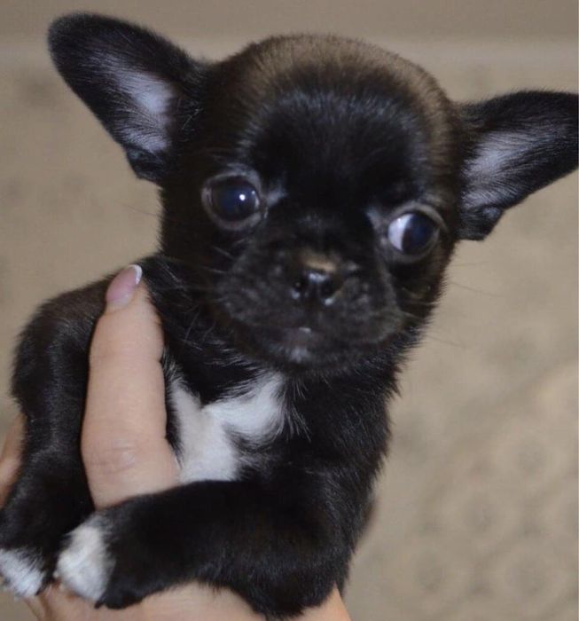 Femela din rasa CHIHUAHUA disponibila!