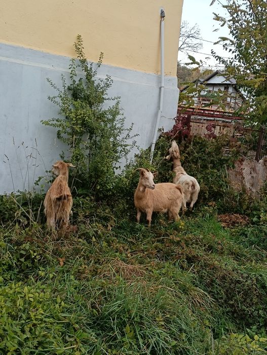 De vânzare capre românești