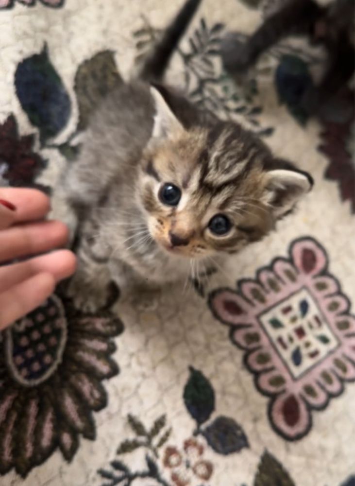 Котенки бесплатные
