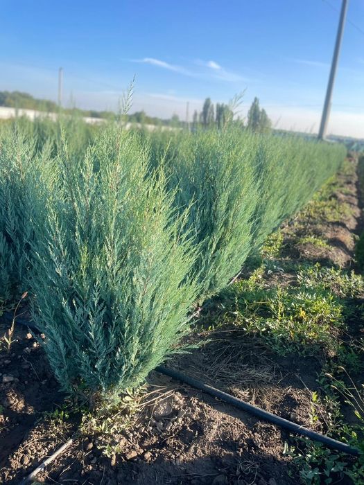 Маживельник, Туя.