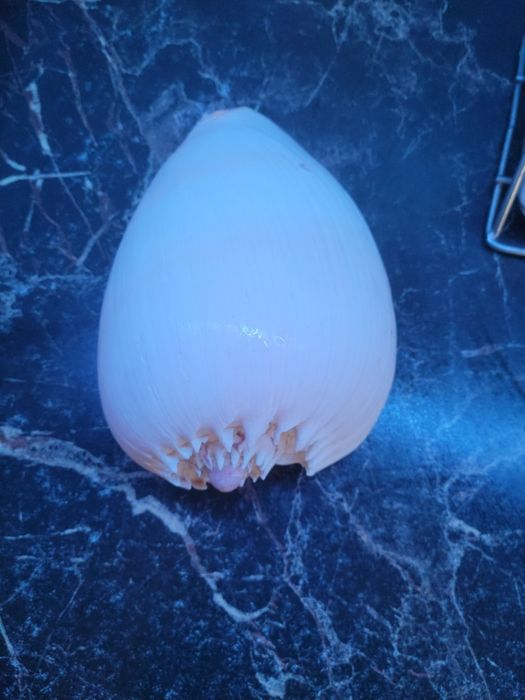 Ракушка очень большая