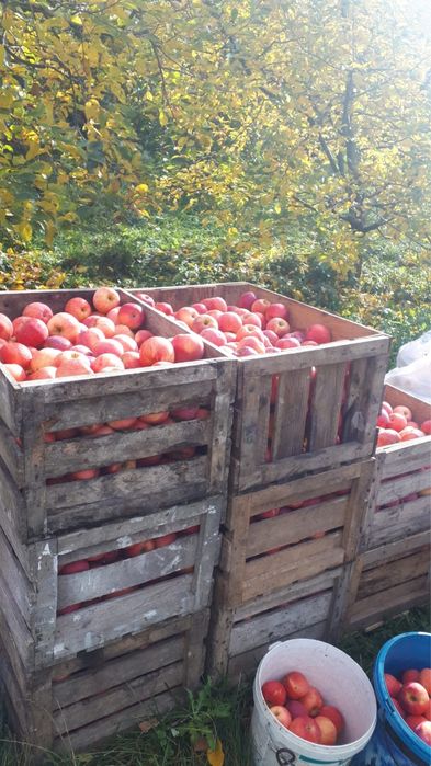 Mere de industrie sau de consum, cantitate mare golden/idared/ iobatan