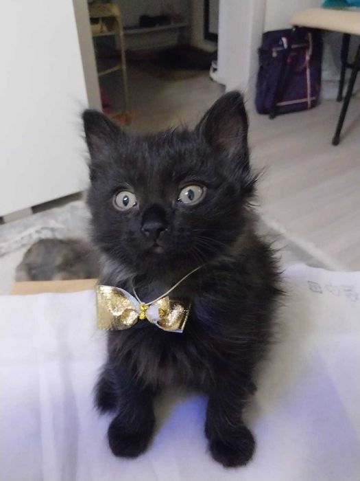 Чудесные котодетки