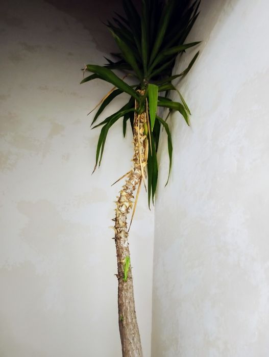 Продавам палми / цветя