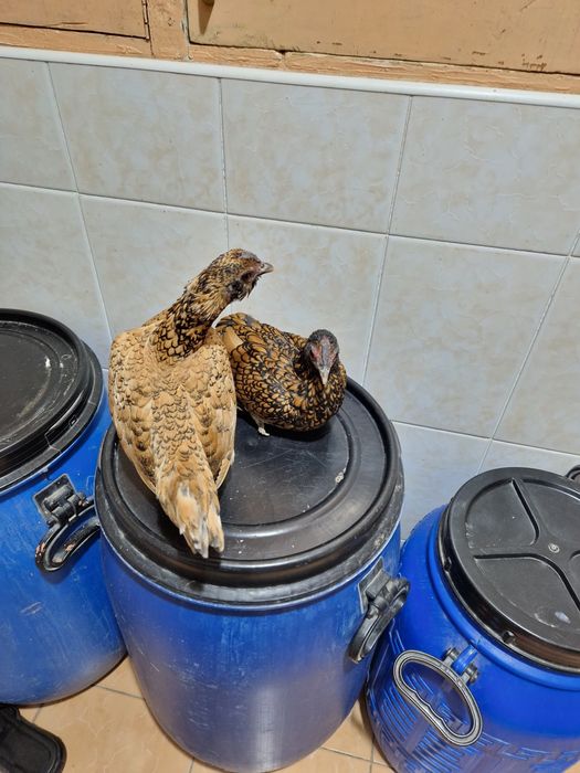 Asalomu aleykom sbritla yaponla sotiladi hozr bo'ta 2 ta to'vug'i