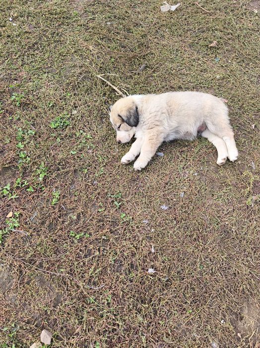 Ofer spre adoptie 4  catei , Teri baieti si o fata.