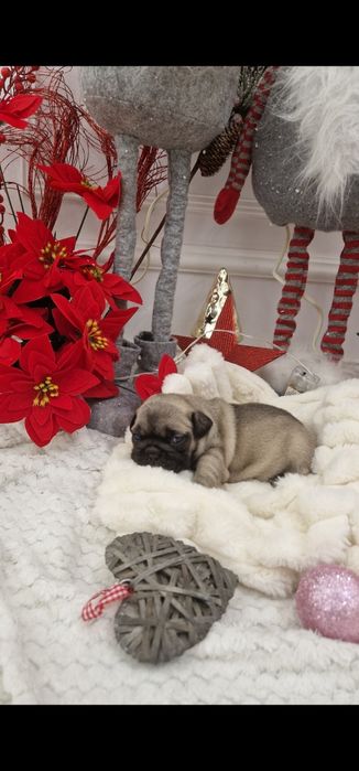 Bulldog Francez Fawn Sable