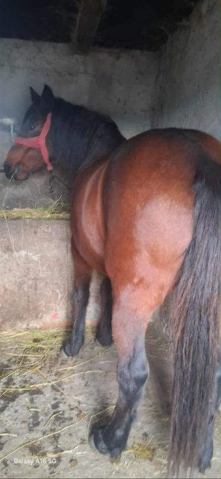 Vând iapa buna de tras