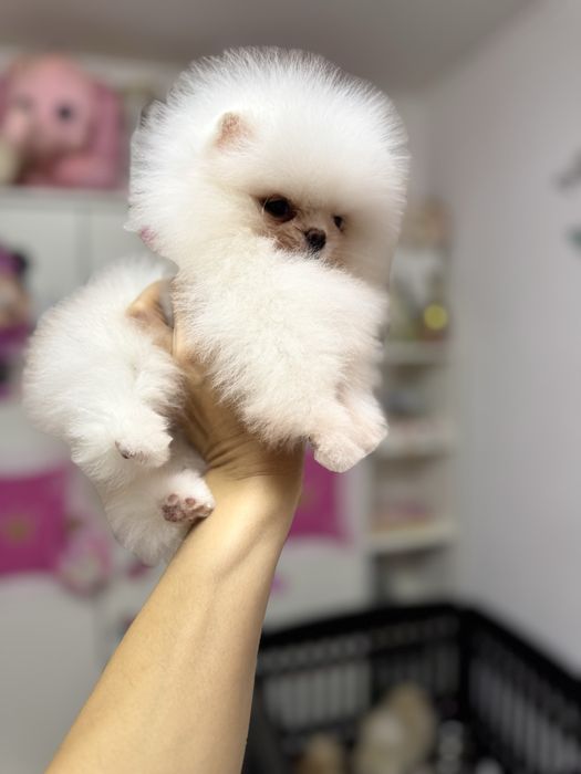 Femela pomeranian extra extra mica