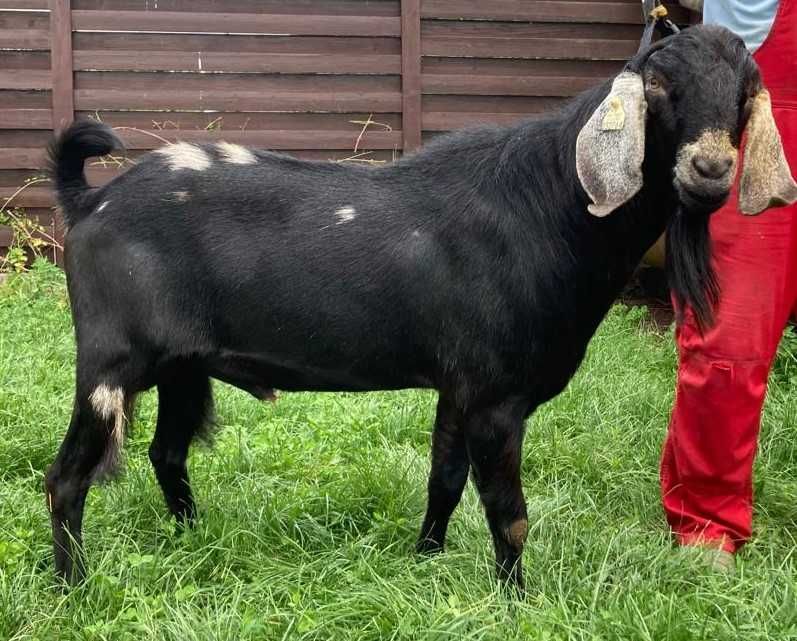 tap capre  anglo nubian