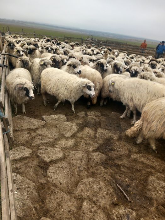 180 de oi de vinzare de ținut