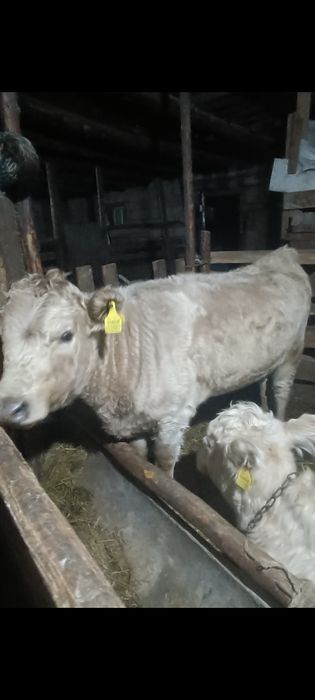 Аулекол сатылады ургашы 10 ай Жане сауынды сиыр бар