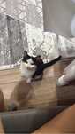 Отдам котенка добрые руки