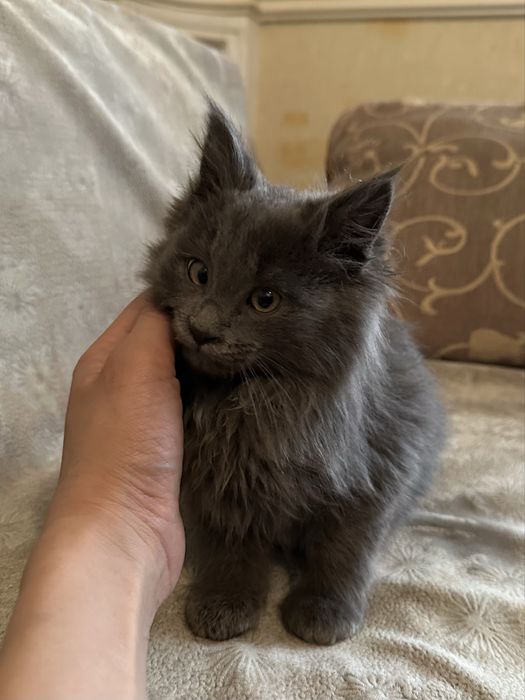 Котенок в добрые руки