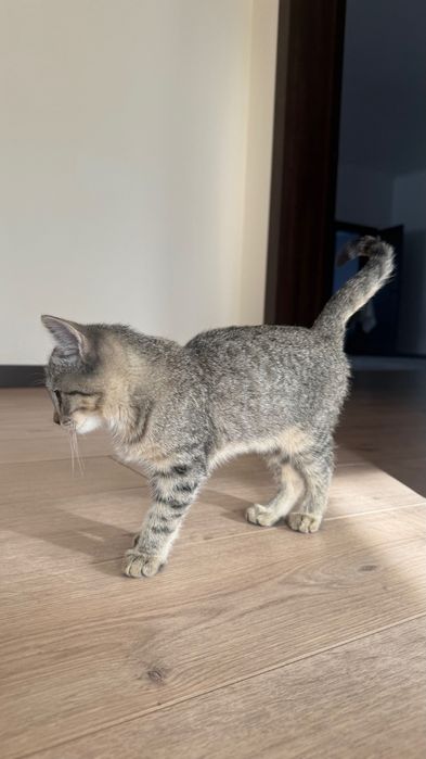 Отдам котёнка в хорошие руки