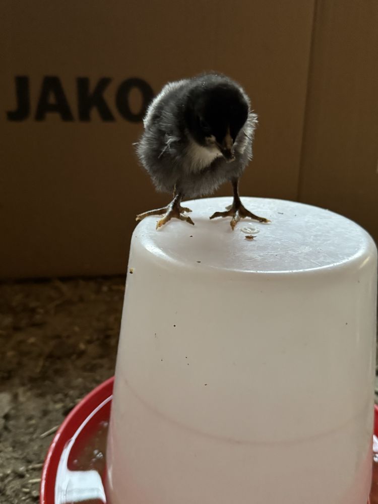 Qora shaxzoda jo’jalari 2 haftalik